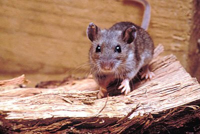 Photo of a Deer Mouse.